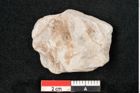Foto (Detailansicht) von Caulinites otagoicus Ettingshausen (NHMW-GEO-2024-0188-10121b)